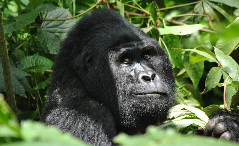 Mountain gorilla in Uganda.