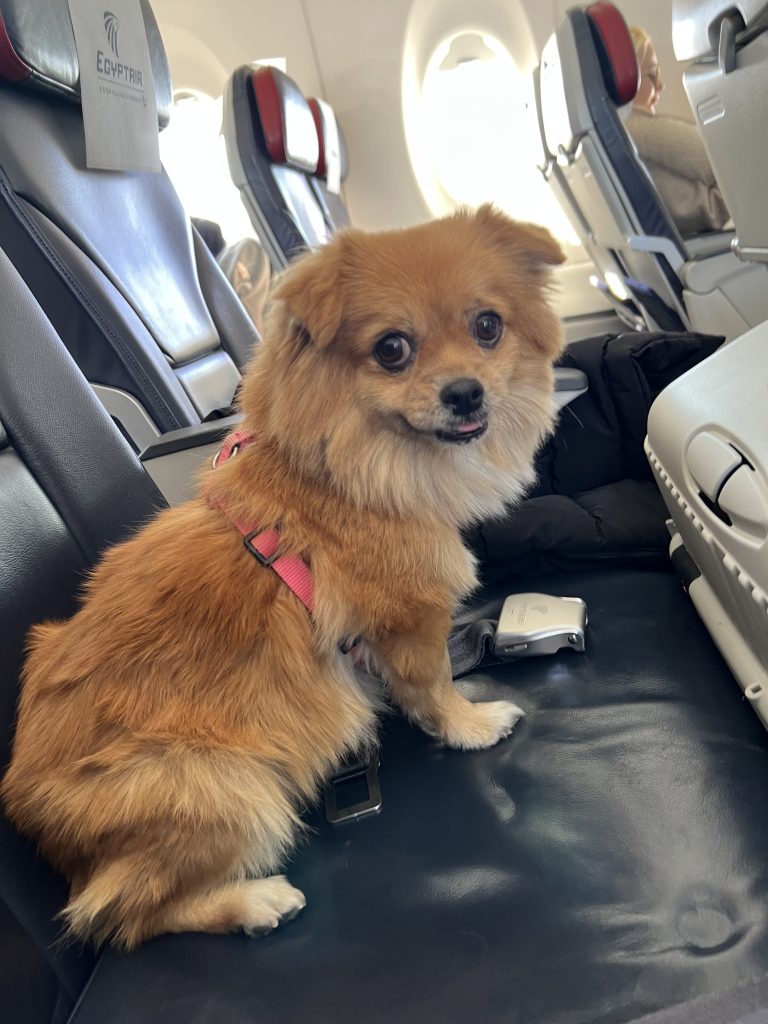 A small brown pomeranian dog in the middle seat of a plane