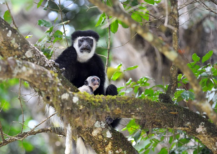 Arusha National Park